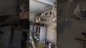 4 декабря 2021 г.Часть пятая. Голуби Германии у Андрея.  Германия, земля Brandenburg.