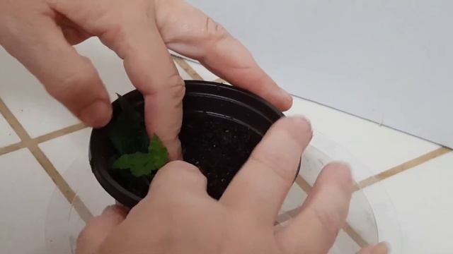 How to propagate Piggy Back Plant - Tolmiea Menziesii смотреть онлайн