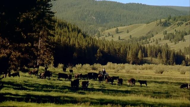 Самый умный и хитрый волк, люди называли его Королем долины...