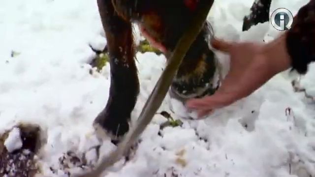 Заповедная Россия. Кавказский заповедник.