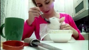 Как кормить кошку с ложки