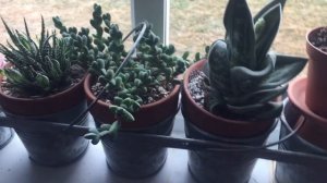 Surprise Bloom On Gasteraloe