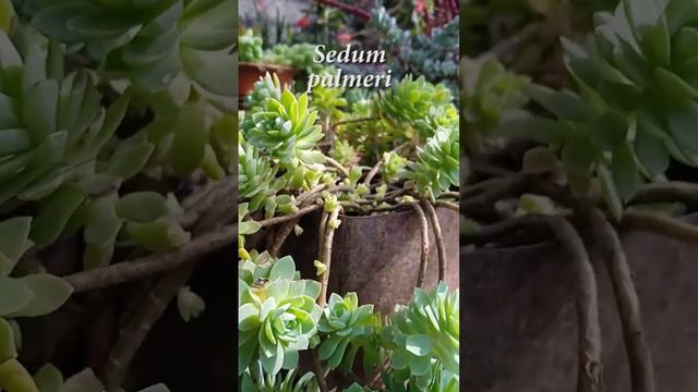 Sedum palmeri viral parati crassula sedum sedumpalmeri plant plants plantae plantlovers