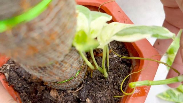 Amazing IDAES Planting Betel Nut Trees milk leaves