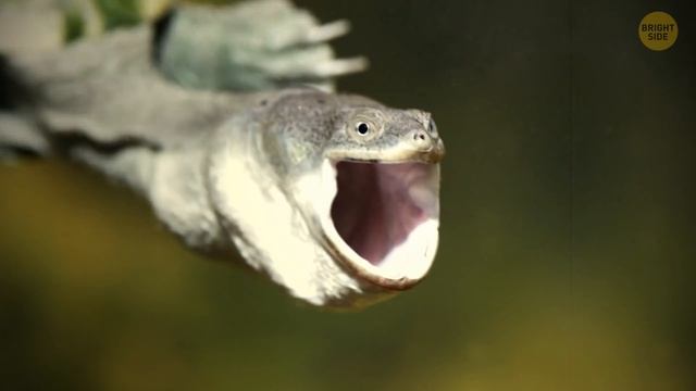 Snake Can Spray Venom in Your Eye 10/10 Times смотреть онлайн