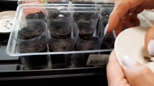 Сроки и правила посадки циннии на рассаду.