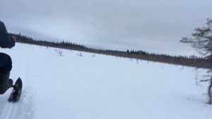 Динго Т125