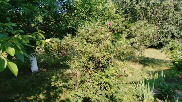 Мозги плавятся.спасаем молодой сад.#дача#теплица#сад# смотреть онлайн