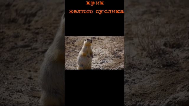 Крик жёлтого суслика #shorts