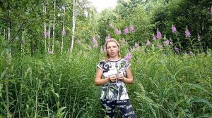Русская тройчатка - инструкция по применению: длительность приёма и дозировка.