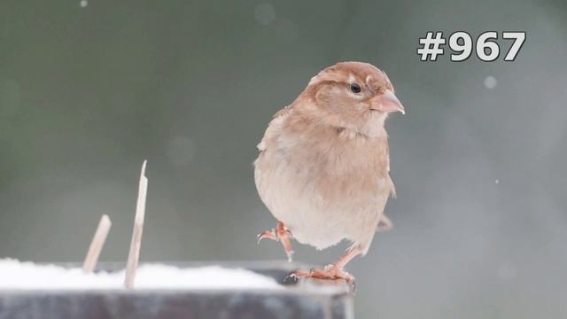#967. Воробьи (В мире животных) смотреть онлайн