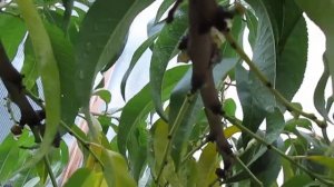 Последний осенний  сбор урожая персиков! Плодоношение дерева.