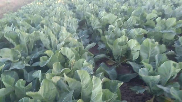 Выращивание цветной капусты 55дневной ... сортовая не гибрид смотреть онлайн