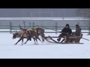 В поисках новогоднего настроения!  Увезу тебя я в тундру…