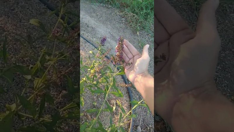 БУДЛЕЯ НА ЮГЕ