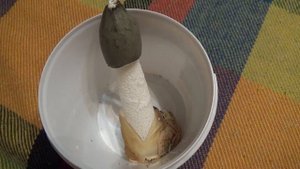 Веселка выросла в холодильнике из своего ведьминого яйца. Грибы.