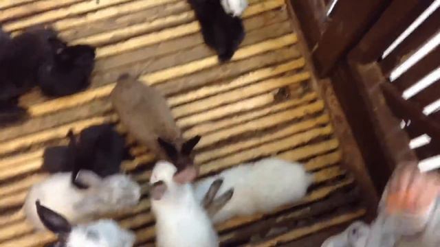 Девочка Василиса в зоопарке. Ребенок кормит зверей, свинок, утят, цыплят, кроликов, страусов,ежиков смотреть онлайн