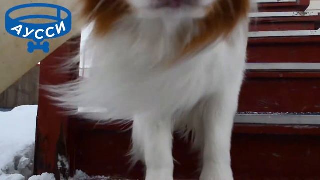 Средние породы собак Аусси смотреть онлайн