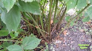 Ежевика Блэк Сатин урожай 2020