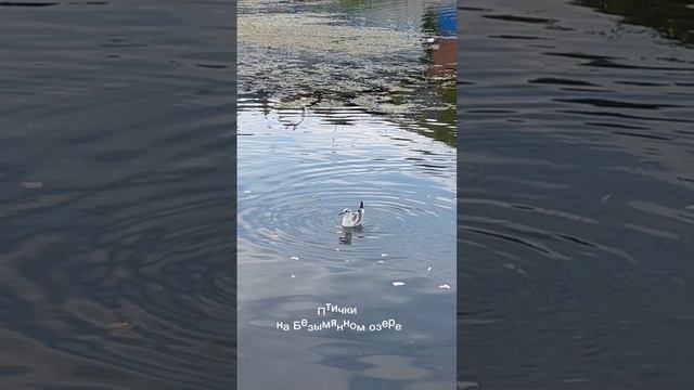Безымянное озеро в Красном селе