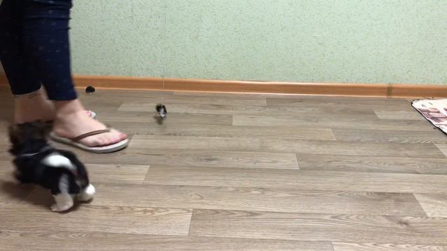 Мини мальчик Бивер Костбар Шатц Олаф 15 месяца