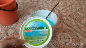 Обработка Крыжовника. Фунгицид.
