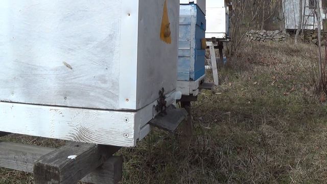 Облёт пчёл 6 февраля. смотреть онлайн