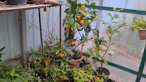Что растет в теплице зимой? Мандарины!