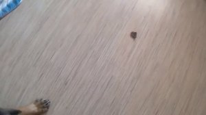 Как отучить собаку ПЫЛЕСОСИТЬ с земли? 100%СПОСОБ