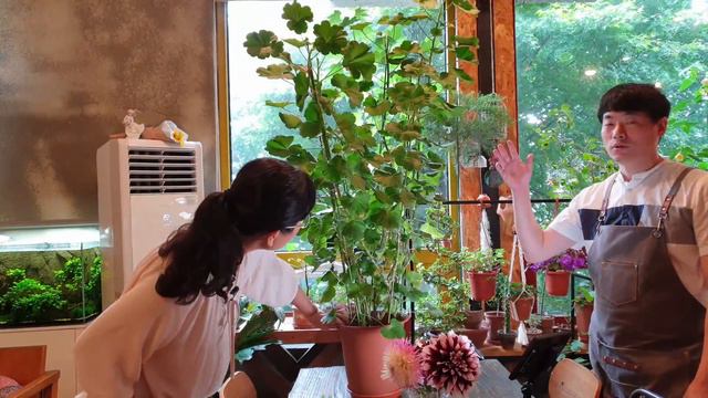 대품으로 키우기 쉬운 제라늄(페라고늄) 소개(ENG, KOR SUB) смотреть онлайн