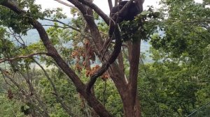 МЕДВЕДИ ЛОМАЮТ ДУБЫ, СОБИРАЯ ЖЁЛУДИ. ПРИМОРСКИЙ САФАРИ-ПАРК 2017 г.