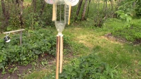 Дрозды не боятся.