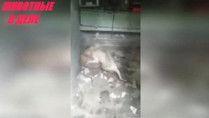 Этот Хищник Одолеет Любую Собаку! Пума Против Собаки