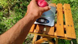 Персик Шугар Тайм/Peach Sugar Time. 22.07.2022