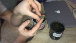 Роза кордана чернеет
