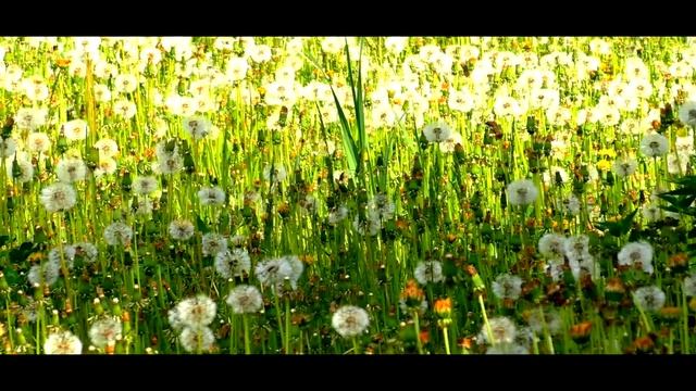 ПРОМЕНЯЛ РУЧНУЮ КОСУ НА БЕНЗО КОСУ! КАНИКУЛЫ КЛАДОИСКАТЕЛЯ В ЛИПЕЦКОЙ ОБЛАСТИ смотреть онлайн