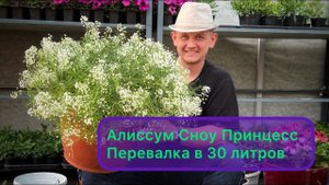 Алиссум Сноу Принцесс