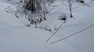 Охота на бобра капканами и приманкой.