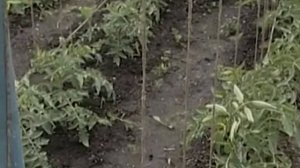 От болезней растений - медный купорос и нашатырный спирт. Рецепт Любови Шведковой.