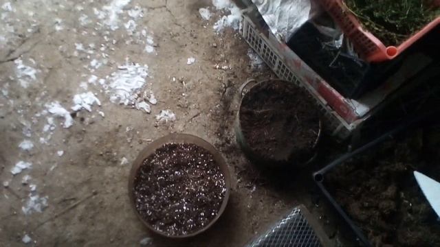 Деревенский грунт. Свои семена. смотреть онлайн