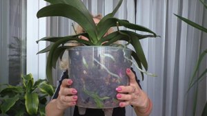 В этой посадке у орхидей РАСТЁТ ВСЁ... КОРНИ, ЛИСТЬЯ, ЦВЕТОНОСЫ! Орхидеи Deep Secret.