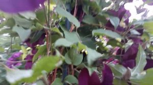 #garden #clematis #клематис / Пурпурный клематис сорт Варшавская Найк(лат. clematis Warszawska Nike