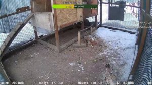 Курятник. Жизнь в курятнике. Можно покормить онлайн. Chicken coop stream. Online feed