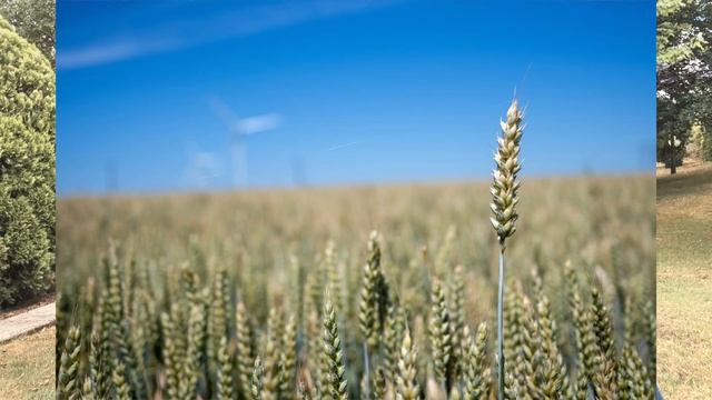 Prueba Nikon Zfc + 28mm 2.8 - EN ESPAÑOL смотреть онлайн