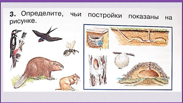 Как живут животные? Окружающий мир 1 класс УМК Школа России 22.12.2022