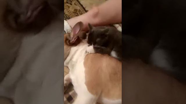 Киска лижет кабеля