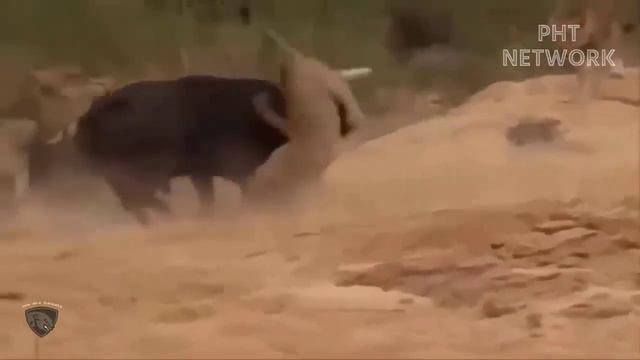Lion King Failed Miserably When Fighting Wild Horses That Were Too Ferocious смотреть онлайн