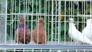 Английский Коротколицый Турман , Короткоклювые выставочные Турманы и короткоклювые чайки Геннадия.