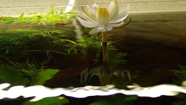 нимфея зацвела смотреть онлайн