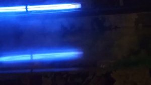 Проращивание лотосов в аквариуме